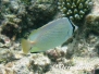 Zitronen-Falterfisch (Chaetodon citrinellus)