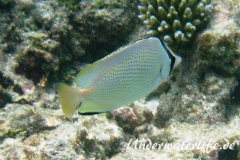 Zitronen-Falterfisch_adult-Malediven-2013-01