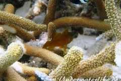 Zitronen-Korallengrundel_adult-Malediven-2013-02