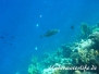 Zitronen-Stachelmakrele (Carangoides bajad)