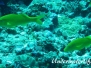 Zitronenbarbe (Parapuneus cyclostomus)