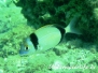 Zweibindenbrasse (Diplodus vulgaris)