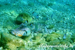 Zweibindenbrasse_adult-Dubrovnik-2015-004