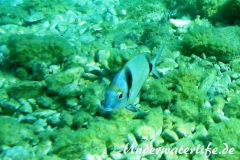 Zweibindenbrasse_adult-Dubrovnik-2015-006