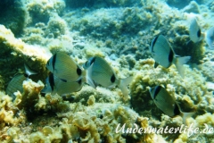Zweibindenbrasse_adult-Dubrovnik-2015-008