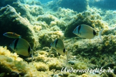 Zweibindenbrasse_adult-Dubrovnik-2015-009