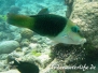 Zweifarben-Bannerlippfisch (Hemigymnus melapterus)