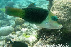 Zweifarben-Bannerlippfisch_adult-Malediven-2013-01