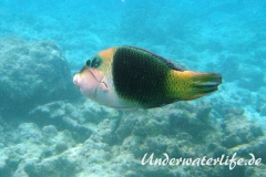 Zweifarben-Bannerlippfisch_adult-Malediven-2013-03