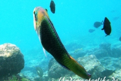 Zweifarben-Bannerlippfisch_adult-Malediven-2013-05
