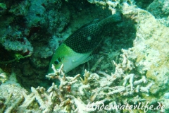 Zweifarben-Bannerlippfisch_adult-Malediven-2013-06