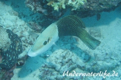 Zweifarben-Bannerlippfisch_adult-Malediven-2013-07