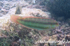 Zweistreifen Lippfisch_adult-Karibik-2014-001