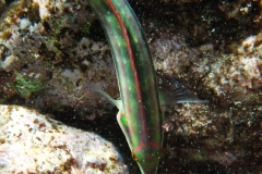 Zweistreifen Lippfisch_adult-Karibik-2014-002