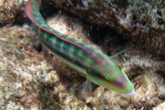 Zweistreifen Lippfisch_adult-Karibik-2014-003