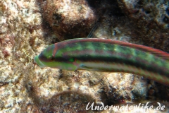 Zweistreifen Lippfisch_adult-Karibik-2014-004