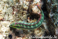 Zweistreifen Lippfisch_adult-Karibik-2014-005