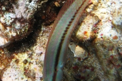 Zweistreifen Lippfisch_adult-Karibik-2014-006