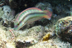 Zweistreifen Lippfisch_adult-Karibik-2014-007