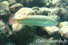 Zweistreifen Lippfisch_adult-Karibik-2014-008