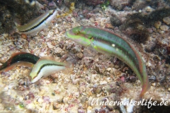 Zweistreifen Lippfisch_adult-Karibik-2014-009