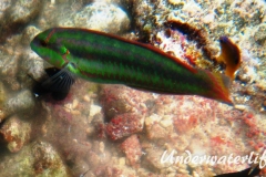 Zweistreifen Lippfisch_adult-Karibik-2014-010
